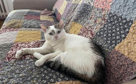 Verspielter Jabari wartet auf seine zweite Chance