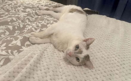 Verspielter Jabari wartet auf seine zweite Chance