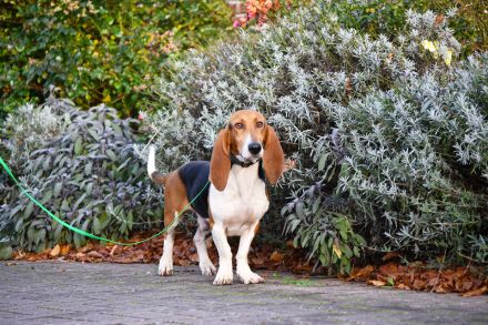 Beau sucht ein neues Zuhause. Ein reinrassiger Basset Artesien Normand Rüde.