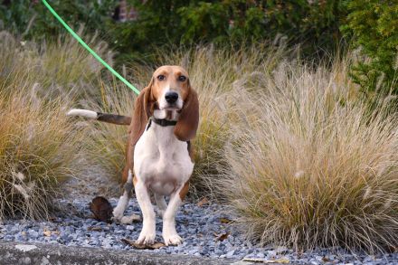 Beau sucht ein neues Zuhause. Ein reinrassiger Basset Artesien Normand Rüde.