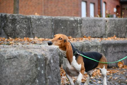 Beau sucht ein neues Zuhause. Ein reinrassiger Basset Artesien Normand Rüde.