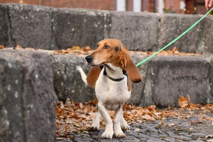 Beau sucht ein neues Zuhause. Ein reinrassiger Basset Artesien Normand Rüde.