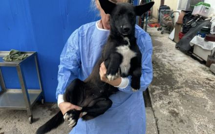 Lisel: Blickfang mit sanfter Seele