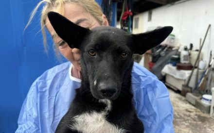 Lisel: Blickfang mit sanfter Seele