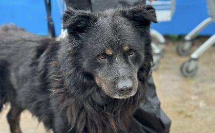 Liebenswerter Rodney sucht Neuanfang