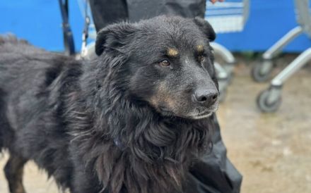 Liebenswerter Rodney sucht Neuanfang