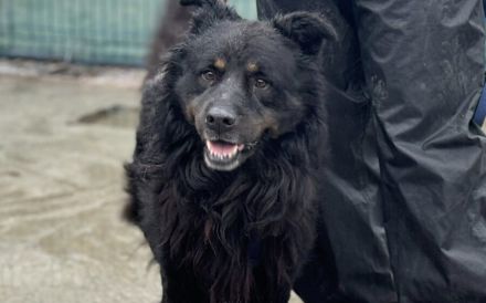 Liebenswerter Rodney sucht Neuanfang