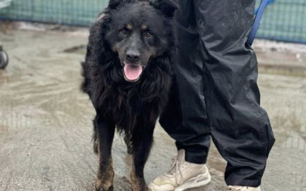 Liebenswerter Rodney sucht Neuanfang