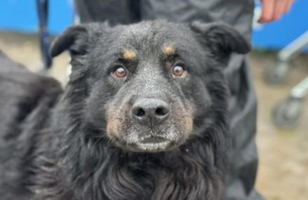 Liebenswerter Rodney sucht Neuanfang