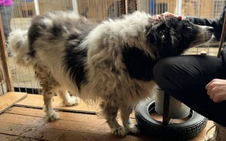 Sanfte Berlinda sucht ihr Glück