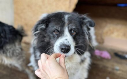 Sanfte Berlinda sucht ihr Glück