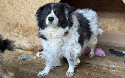 Sanfte Berlinda sucht ihr Glück