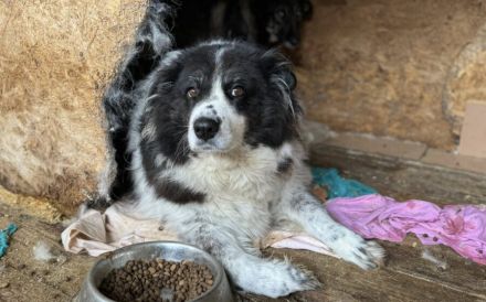 Sanfte Berlinda sucht ihr Glück