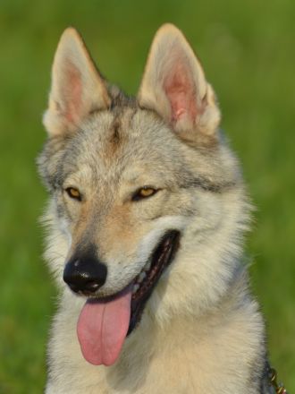 Tschechoslowakischer Wolfshund aus dem Ursprungsland