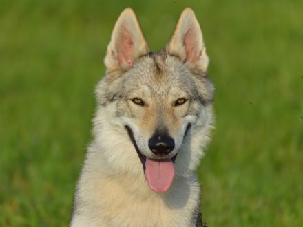 Tschechoslowakischer Wolfshund aus dem Ursprungsland