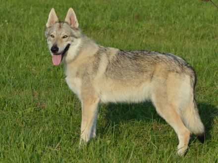 Tschechoslowakischer Wolfshund aus dem Ursprungsland