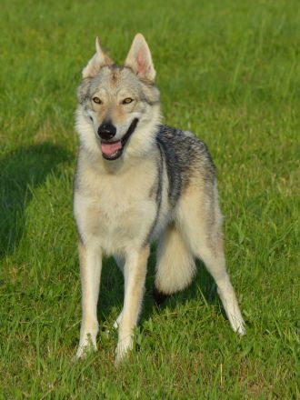 Tschechoslowakischer Wolfshund aus dem Ursprungsland