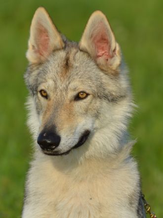 Tschechoslowakischer Wolfshund aus dem Ursprungsland