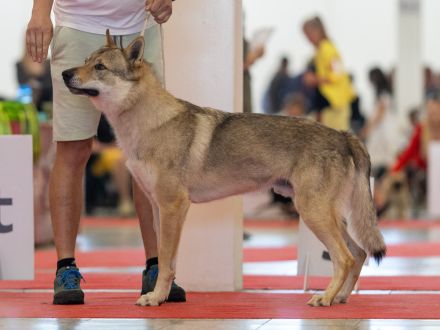 Tschechoslowakischer Wolfshund aus dem Ursprungsland