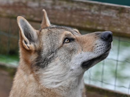 Tschechoslowakischer Wolfshund aus dem Ursprungsland