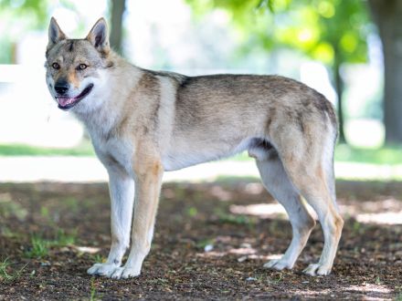 Tschechoslowakischer Wolfshund aus dem Ursprungsland