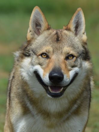Tschechoslowakischer Wolfshund aus dem Ursprungsland