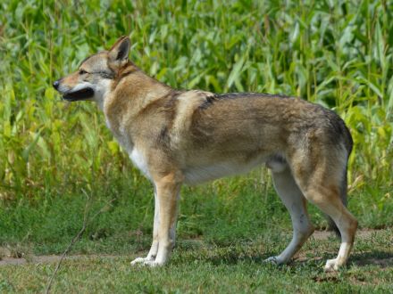 Tschechoslowakischer Wolfshund aus dem Ursprungsland