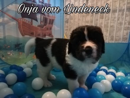 Landseer Welpen