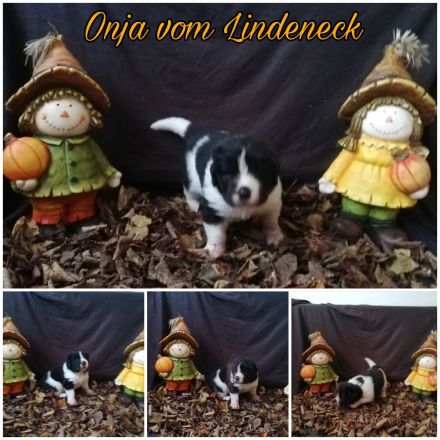 Landseer Welpen