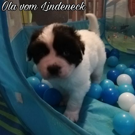 Landseer Welpen