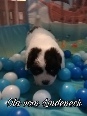 Landseer Welpen