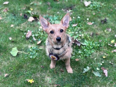 Valea - süße Hündin wartet auf dich