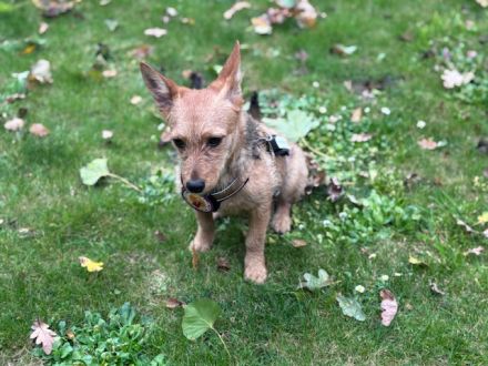 Valea - süße Hündin wartet auf dich