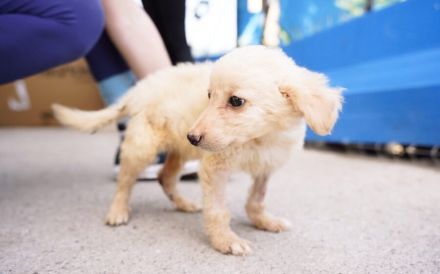 Milky Way sucht sein Zuhause