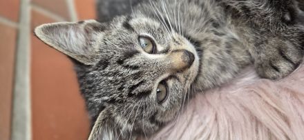 BKH mix Kitten zuckersůsse Seelenkatzen