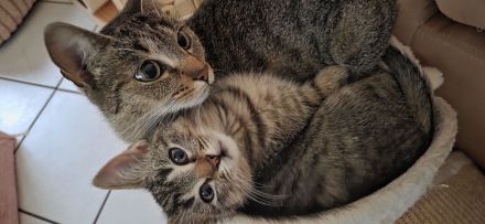 BKH mix Kitten zuckersůsse Seelenkatzen