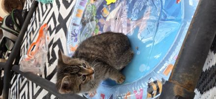 BKH mix Kitten zuckersůsse Seelenkatzen