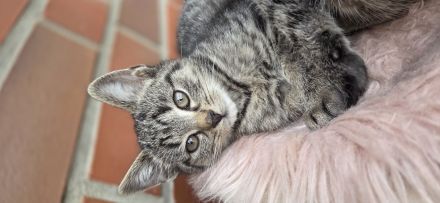 BKH mix Kitten zuckersůsse Seelenkatzen