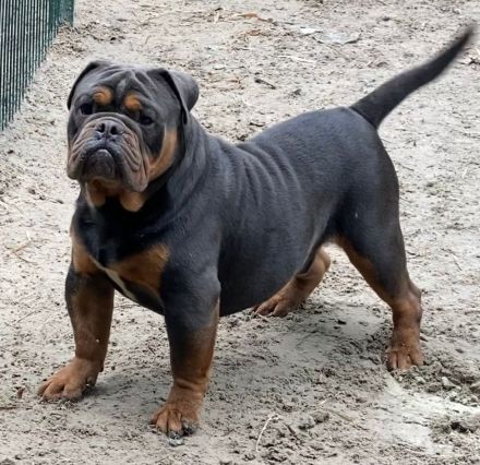 Old English Bulldog Oeb Welpen