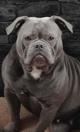 Old English Bulldog Oeb Welpen