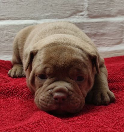 Old English Bulldog Oeb Welpen