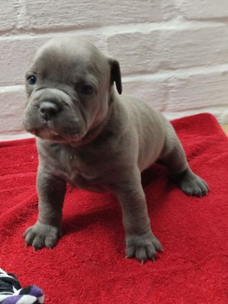 Old English Bulldog Oeb Welpen