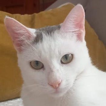 Gizmo, geb. ca. 07/2024, lebt in GRIECHENLAND, auf einer privaten Pflegestelle