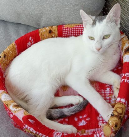 Gizmo, geb. ca. 07/2024, lebt in GRIECHENLAND, auf einer privaten Pflegestelle