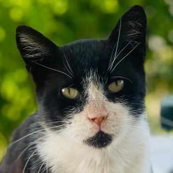 Helmut, geb. ca. 05/2020, lebt in GRIECHENLAND, auf einer privaten Pflegestelle