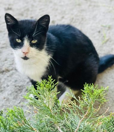 Helmut, geb. ca. 05/2020, lebt in GRIECHENLAND, auf einer privaten Pflegestelle