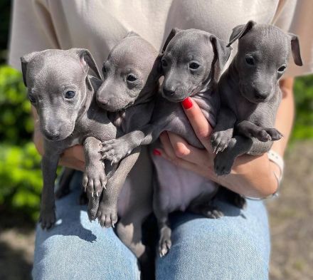 🥨👣4 Italienische Windspielwelpen verfügbar🥨👣