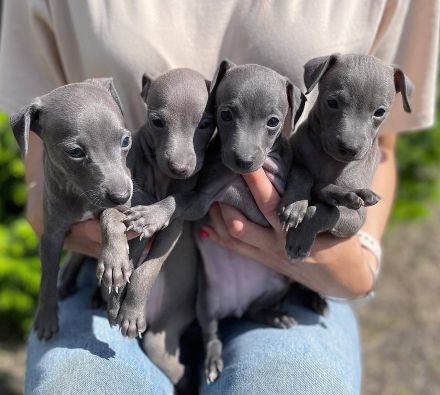 🥨👣4 Italienische Windspielwelpen verfügbar🥨👣