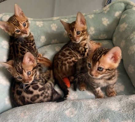 Reinrassige Bengal Kitten