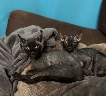 Sphynx Elfensphynx kitten dürfen bald ausziehen ❤️